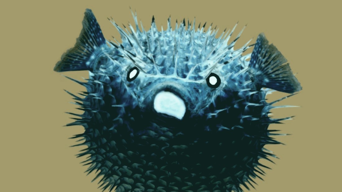 Image of puffer fish