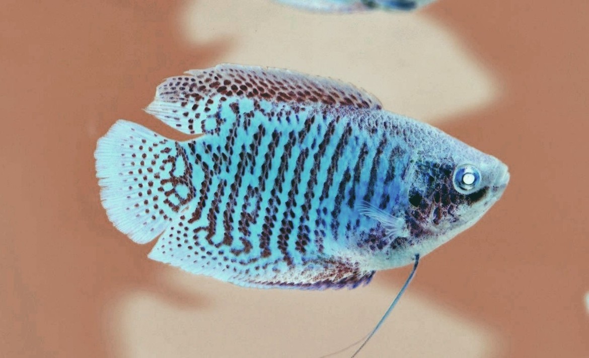 Image of gourami fish